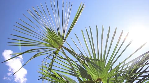 Palm tree against bright blue sky with the Sun in background Stock Footage 196681918