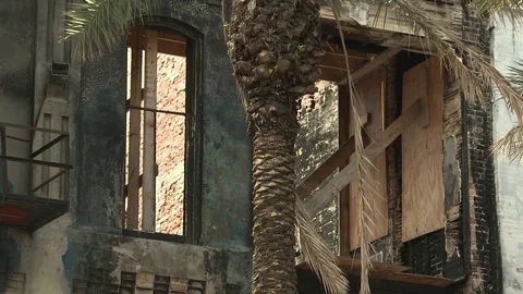 Palm tree against a building Stock-Footage 84508433