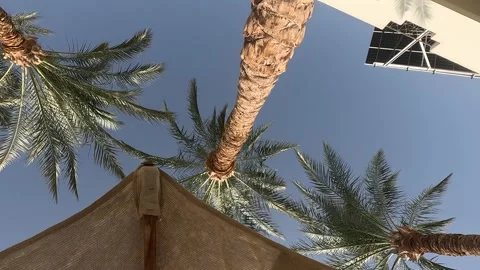 Palm tree against a clear blue sky viewed from beneath a sun shade. Tropical Видео 331331750