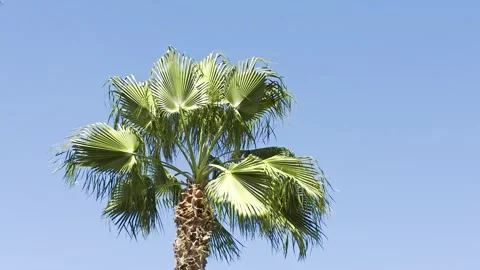 Palm tree against a clear blue sky with leaves moving in the wind, tropical.. Video stock 338133126