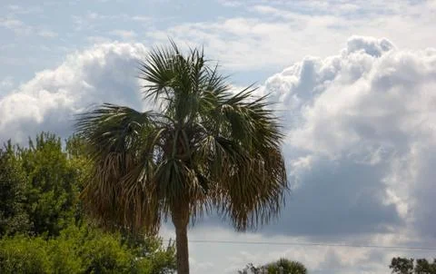 Palm Tree Against Clouds Stock Photos