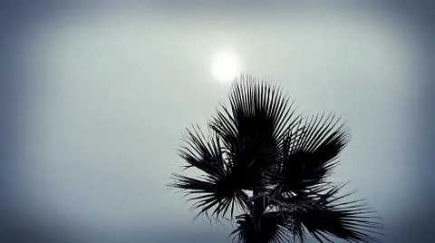 Palm tree against a cloudy sky with sun Foto stock