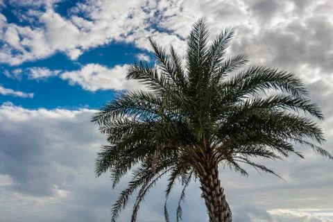 Palm tree against the cloudy sky at Baisha Beach Stock Photos