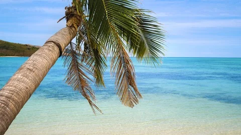 Palm tree against crystal clear sea Stock Footage 101777297