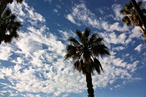 A Palm Tree Against a Dramatic Sky Stock Photos