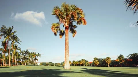 Palm tree against a panoramic view of a golf course in the Dominican Republic. Stock Footage 269974025