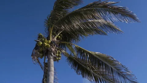 Palm tree against the sky. 4K Stock Footage 108518237