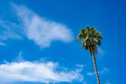 Palm tree against sky with cloud Los Angeles Stock Photos
