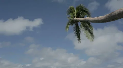 Palm tree against the sky Stock Footage 49023138
