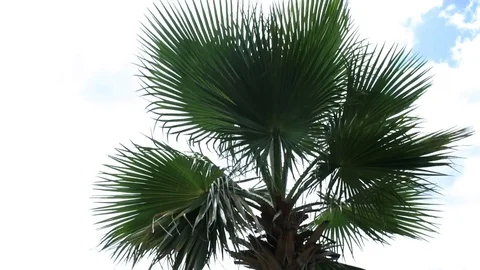 Palm tree against the sky Video stock 83797836