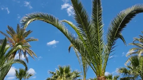 Palm tree against the sky Stock Footage 108583029