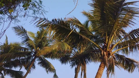 Palm tree against the sky Stock Footage 126839772