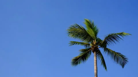 Palm Tree Against Sky Stock Footage 138874669