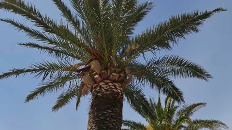 Palm tree against the sky Stock Footage 183813584