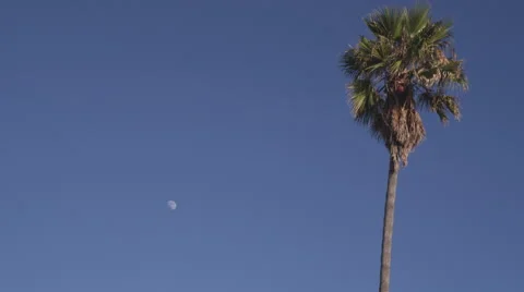 Palm Tree against sky with moon Stock Footage 51744245