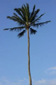 Palm Tree Against the Sky Stock Photos