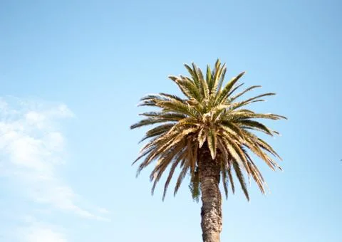 Palm tree against the sky Stock Photos