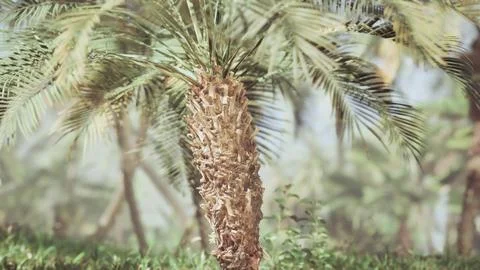 Palm tree against the sky view from below Stock Illustration