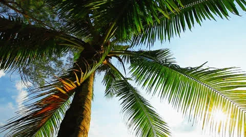 Palm tree against sunset sky Video stock 22515952