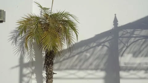 Palm tree against the white wall in the villa Stock Footage 231114899