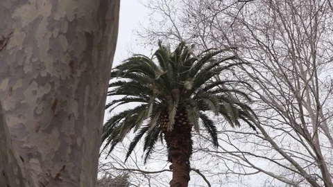 Palm tree among other trees Stock Footage 106592447