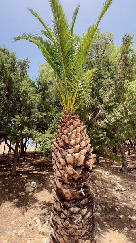 A palm tree amongstpine trees Stock Footage 280008081