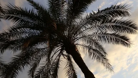 A palm tree in an ancient city of Cairo Stock Footage 122506541