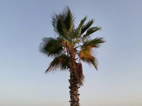 Palm tree and background sky. Stock Photos