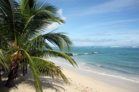 Palm tree and beach Stock-Fotos