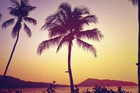 Palm tree and beach Stock Photos