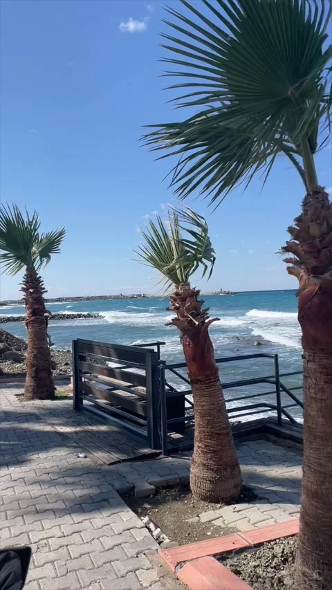 Palm tree and blue sea on a windy day — vertical 4K Stock Footage 319282911