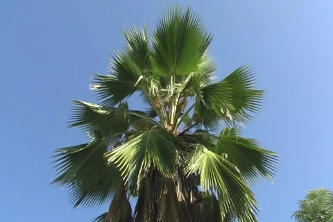 Palm tree and blue sky Stock Footage 690192
