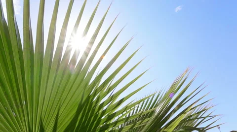 Palm tree and blue sky Stock Footage 49434496