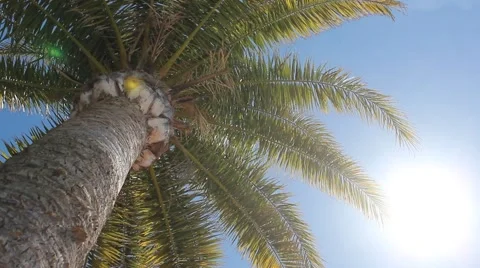Palm tree and blue sky and sun - holiday scene Stock Footage 49518174