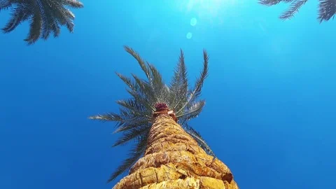Palm tree and blue sky Stock Footage 83992873