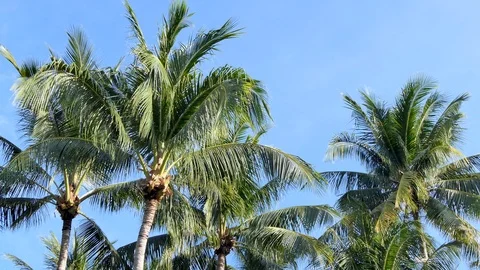 Palm tree and blue sky Stock-Footage 119403466