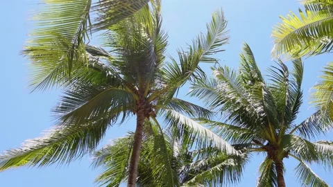 Palm tree and blue sky with strong wind blowing Stock-Footage 141018109