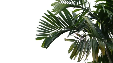 Palm tree and blue sky with strong wind blowing Stock Footage 144575993