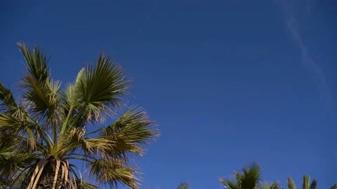 Palm tree and blue sky background 4K video footage Stock-Footage 237940506