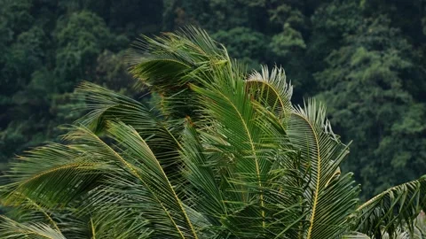 Palm tree and blue sky with strong wind blowing Stock Footage 267390027