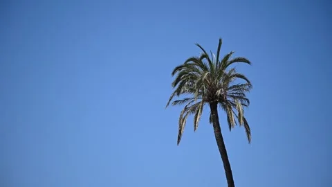 Palm tree and blue sky Stock Footage 326355695