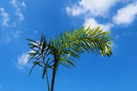 Palm tree and blue sky with clouds in background Stock Photos