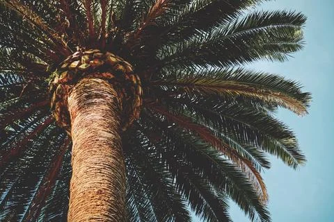 A palm tree in and blue sky in springtime Stock Photos