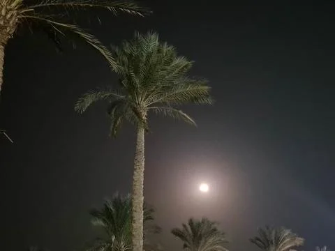 Palm tree and bright moon in foggy night sky Фото