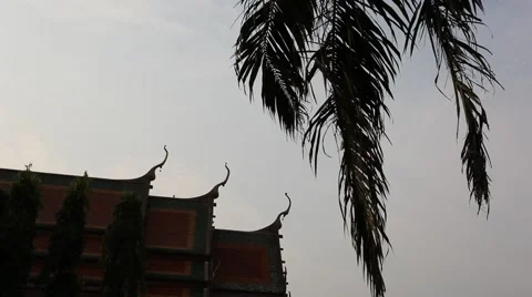 Palm tree and Buddhist temple Stock Footage 48551572