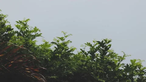 Palm tree and bush in the rain Stock Footage 146440877