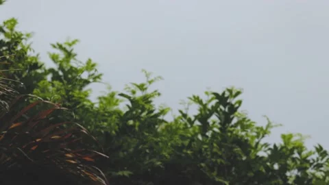 Palm tree and bush in the rain defocused Stock Footage 146442240