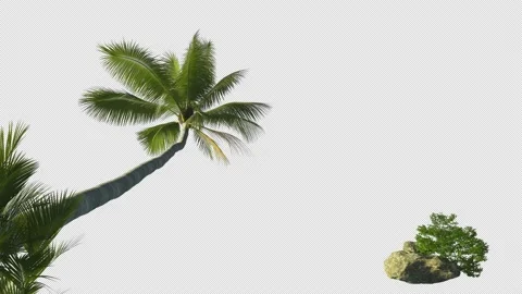 Palm tree and bushes of grass with stone transparent background. Stock Footage 144529368