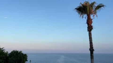 Palm tree and calm ocean at sunset, a tranquil coastal landscape with open sky  스톡 동영상 339763831