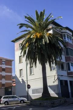 A palm tree and a car in front of the house. Stock Photos